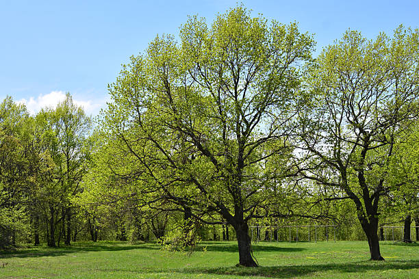 istock Green oak trees in the sunny forest with green grass and blue sky 2210055109