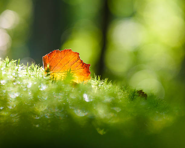 A vibrant orange leaf lies atop thick, green moss in a tranquil Swedish forest, illuminated by soft morning light filtering through the trees. Nature showcases its beauty.