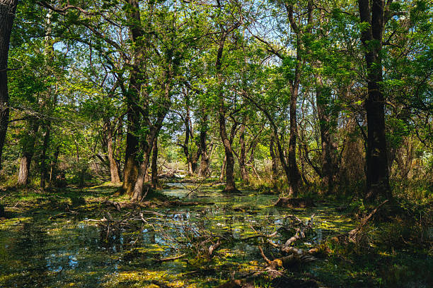 Bursa Karacabey Longozu. Nature view in flooded forest. Dried trees and broken branches, many bushes on the water, reflection on the water.