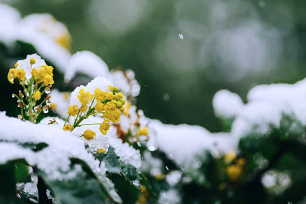 Magonia flowers covered in late snow during the spring