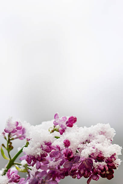 istock Purple lilac covered with snow during unseasonable spring snowfall 2210057216