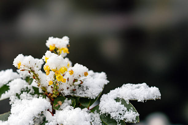 Magonia flowers covered in late snow during the spring