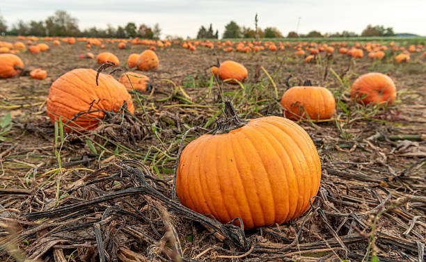 istock Ripe pumpkins on the field in October, in Stuttgart, Germany 2210057428