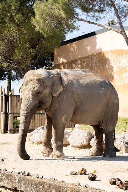 istock elephant in an animal park 2210059354