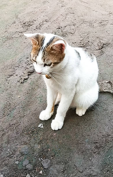 istock Cat animals on the ground 2210059566