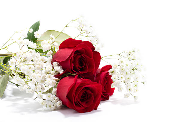 Freshly cut red roses showcase their rich color and velvety texture, surrounded by small white blooms in a gentle, peaceful atmosphere.