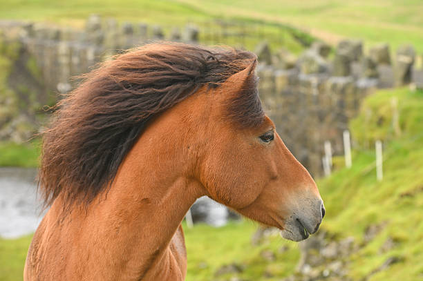 Icelandic Horse On A Summer Meadow, The Faroe Islands, Denmark