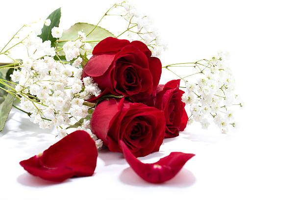 Beautiful red rose flower in bloom scented close up still