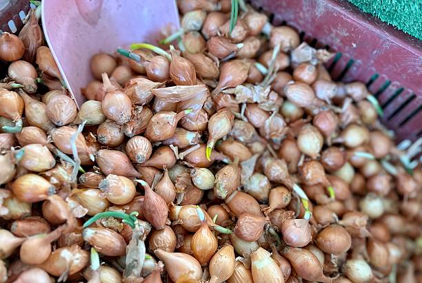 onion seed stock photo