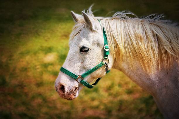 Riding horses in the Thuringian Forest