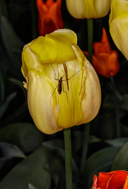 istock Nephrotoma crocata on a tulip 2210065125