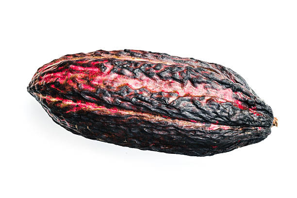 Cacao fruit, cocoa bean, pod, theobroma, isolated on white.
