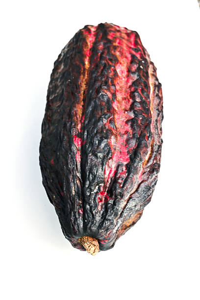 istock Cacao fruit, cocoa bean, pod, theobroma, isolated on white. 2210066025