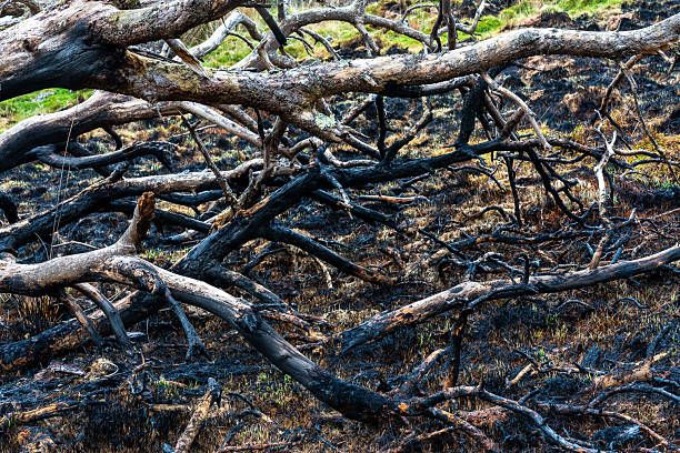 Charred and blackened landscape from environmental disaster