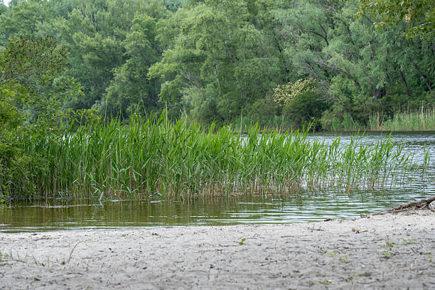 istock Green reeds with spring view on picturesque river on natural park. 2210070858