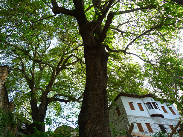 Traditional house among plane trees, Pelion, Greece