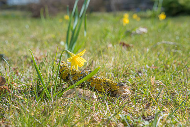 Yellow daffodils photographed from a low angle growing in green grass in early spring against a blue sky background, selective focus from close range