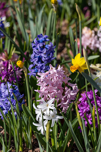 istock Spring flowers Hyacinths and daffodils 2210073931