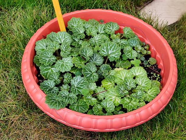 Saxifraga stolonifera Curtis