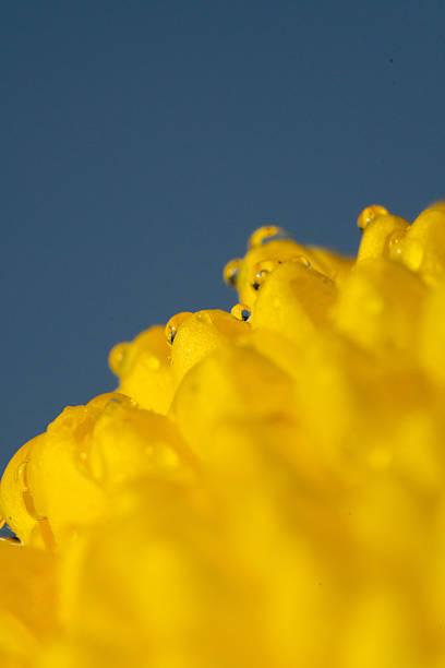 Yellow flower petals with dew against blue sky, macro