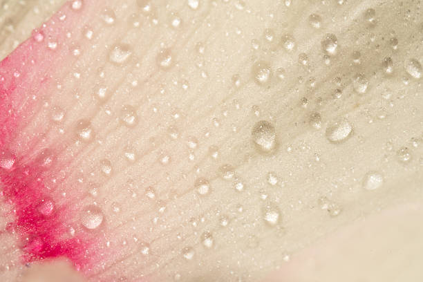 White flower petal with pink stripe and water droplets macro