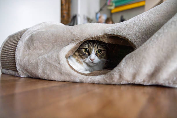 Adorable domestic cat peeking out from a plush tunnel toy, lying comfortably on a wooden floor. The cozy and curious moment captures the playful yet cautious nature of indoor cats.