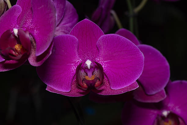 istock Exotic Colombian orchids in bloom. 2210077295