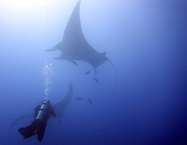 istock Diver with Manta in San Benedicto 2210077962