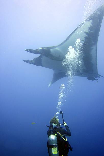istock Diver with Manta in San Benedicto 2210077993