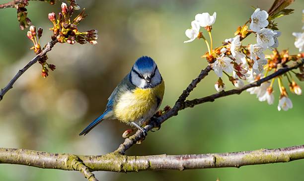 istock Blue tit on a tree branch, spring in Poland 2210078363