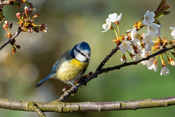 istock Blue tit on a tree branch, spring in Poland 2210078371