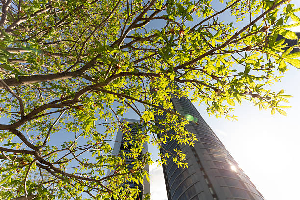 Madrid. Spain. Fresh green leaves frame modern skyscrapers against a clear blue sky, capturing the essence of urban sustainability and environmental consciousness in madrid