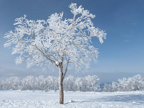 One tree covered in white frost and in snowy winter landscape