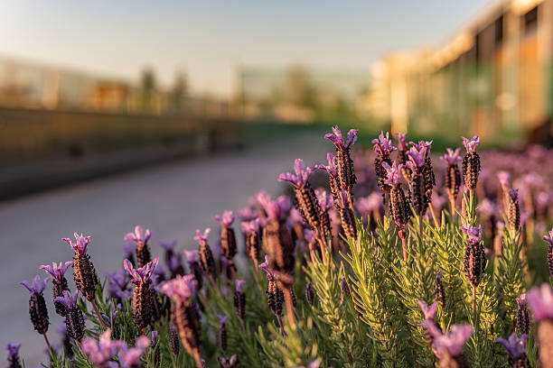 flowerbed