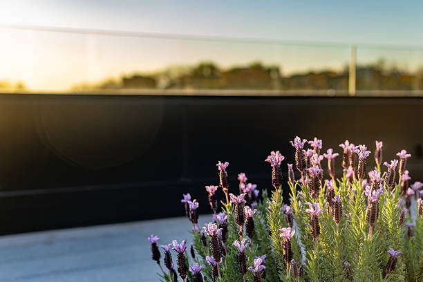Madrid, Spain. Lavender flowers are growing on a rooftop garden of a modern building, backlit by the setting sun, promoting sustainability and urban gardening