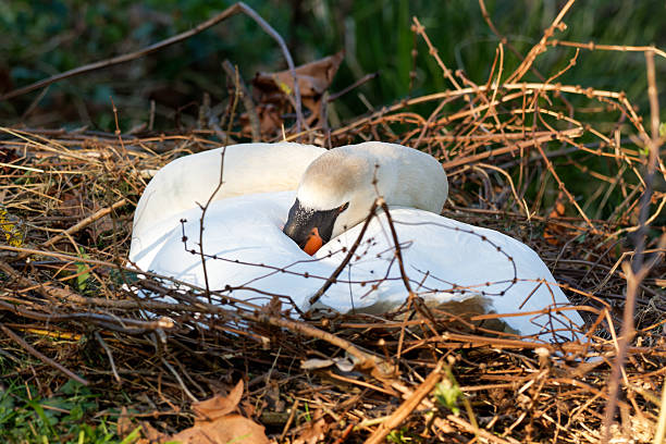 white swan stands on the shore of the lake and cleans its feathers on a summer sunny day