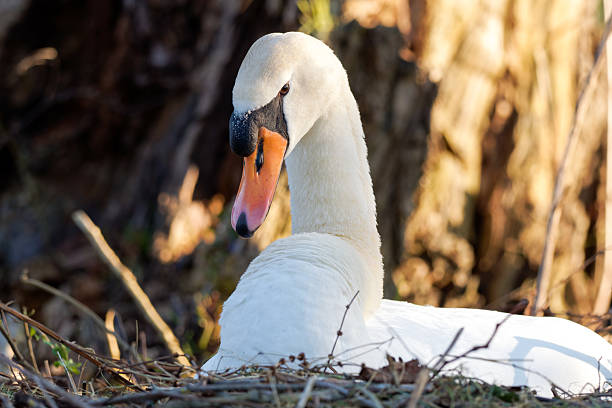 A mute swan (Cygnus olor) rests quietly on its nest at the edge of a body of water. This moment captures the nesting season in a calm wetland environment.