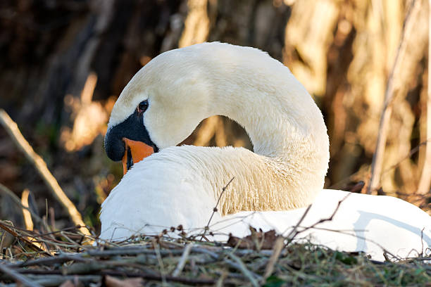 istock Mute Swan (Cygnus olor) Resting on Nest by the Water 2210082798