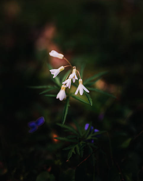 Cardamine concatenata (Cutleaf Toothwort) Native North American Woodland Wildflower