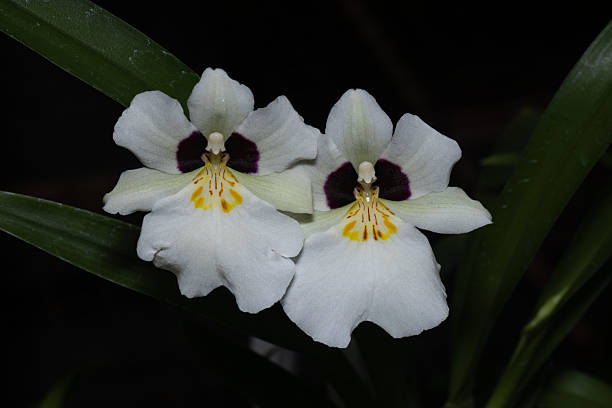istock Exotic Colombian orchids in bloom. 2210087234