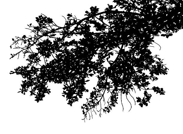 istock Vector illustration of autumn oak branch on white background 2210092114