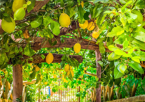 istock Lemon garden of Sorrento 2210092161