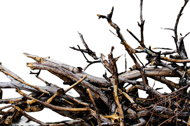 A chaotic pile of weathered tree branches and logs, showcasing intricate textures of aged wood in shades of brown and gray. Broken and jagged ends add a raw, natural aesthetic to the composition.