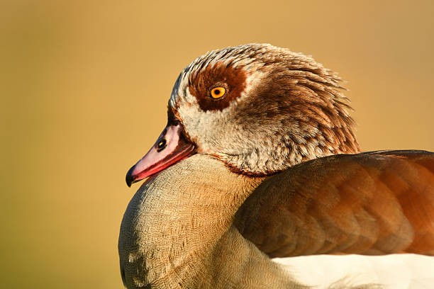Egyptian Goose Portrait