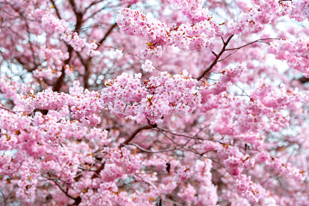 istock Pink cherry tree blossom close-up, full frame background 2210099160
