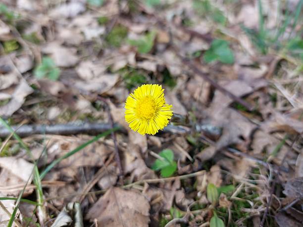 istock Coltsfoot Flower Blooming in Spring Forest 2210099328
