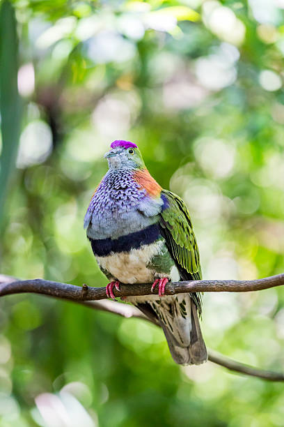 istock Mariana Fruit Dove Sitting on a Branch, Ptilinopus roseicapilla 2210099540