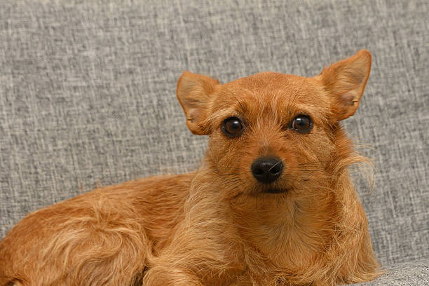 istock Charming small brown dog with curious expression resting on soft gray sofa during cozy indoor moment 2210100437