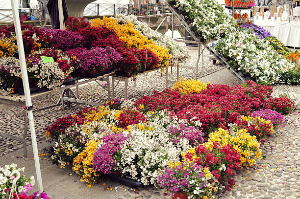 Vibrant floral bed decorates road side