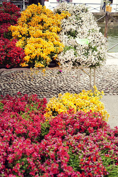 The Botanical Garden of Augsburg in Bavaria, Germany with garden pathes and topiary boxwood bushes on green meadows